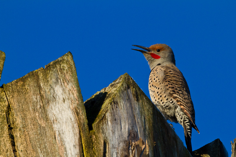 Norther Flicker